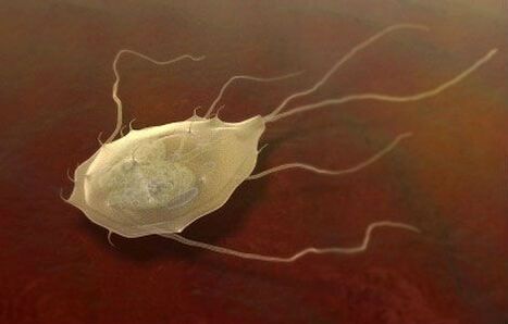 Giardia zijn ook parasieten! 