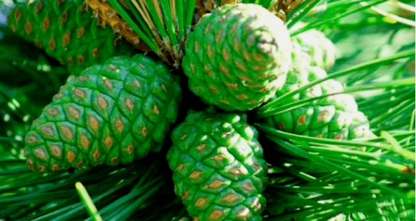 Groene dennenappels